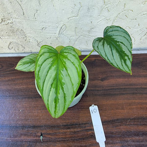 #10 Philodendron Silver Cloud