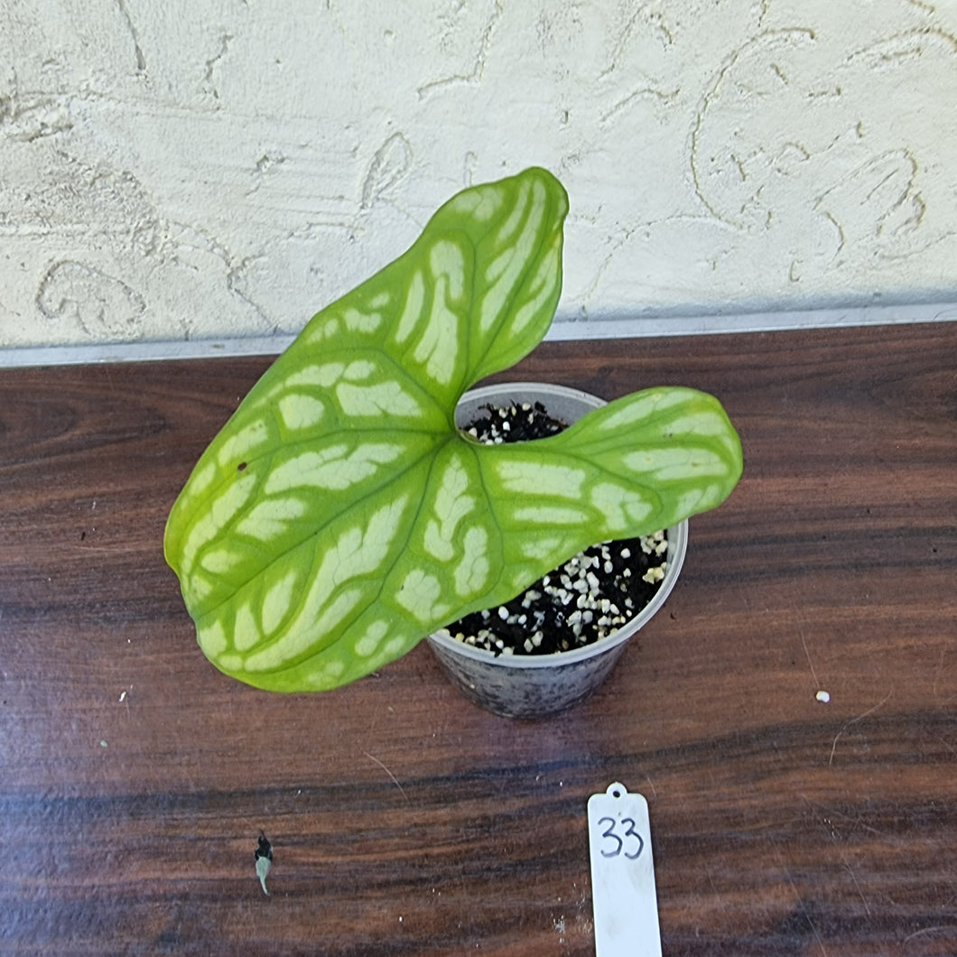 #33 Cercestis Mirabilis - African Embossed Aroid