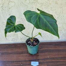 Load image into Gallery viewer, #107 Anthurium Macrolobium x