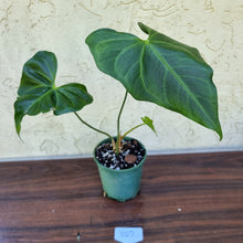 Load image into Gallery viewer, #107 Anthurium Macrolobium x