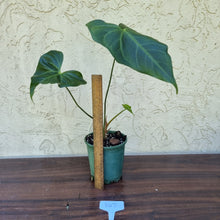 Load image into Gallery viewer, #107 Anthurium Macrolobium x