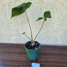 Load image into Gallery viewer, #107 Anthurium Macrolobium x