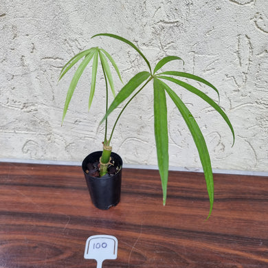 #100 Anthurium Polydactylum - Well rooted cutting
