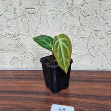 Load image into Gallery viewer, #38 Anthurium Magnificum Hybrid x