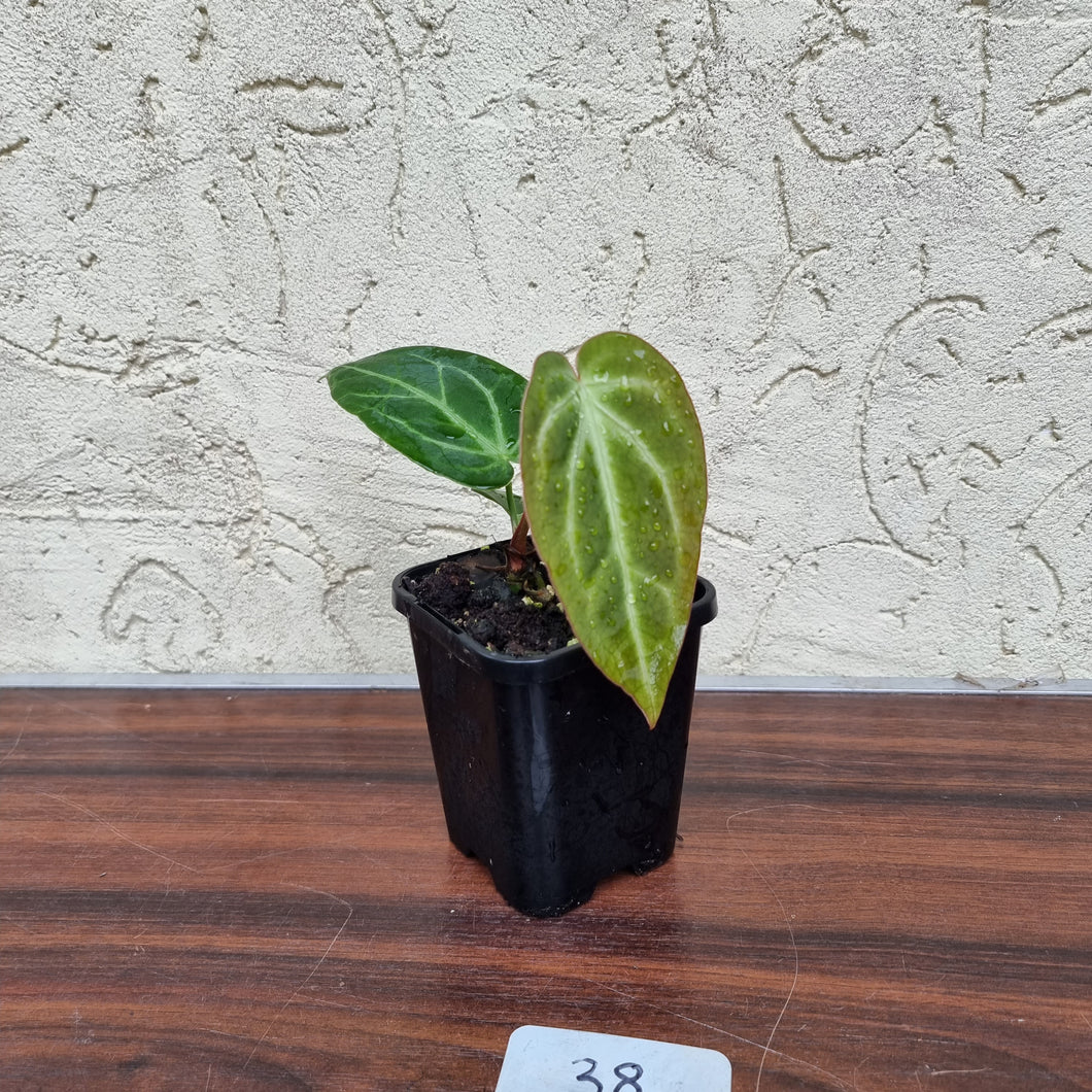 #38 Anthurium Magnificum Hybrid x