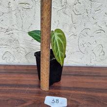 Load image into Gallery viewer, #38 Anthurium Magnificum Hybrid x