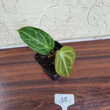 Load image into Gallery viewer, #38 Anthurium Magnificum Hybrid x
