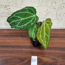 Load image into Gallery viewer, #20 Anthurium Magnificum Hybrid x