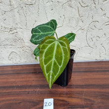 Load image into Gallery viewer, #20 Anthurium Magnificum Hybrid x