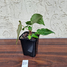 Load image into Gallery viewer, #20 Anthurium Magnificum Hybrid x
