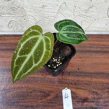 Load image into Gallery viewer, #4 Anthurium Magnificum Hybrid x
