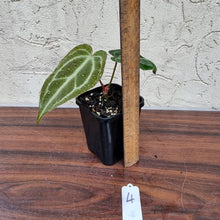 Load image into Gallery viewer, #4 Anthurium Magnificum Hybrid x