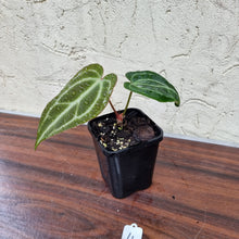 Load image into Gallery viewer, #4 Anthurium Magnificum Hybrid x
