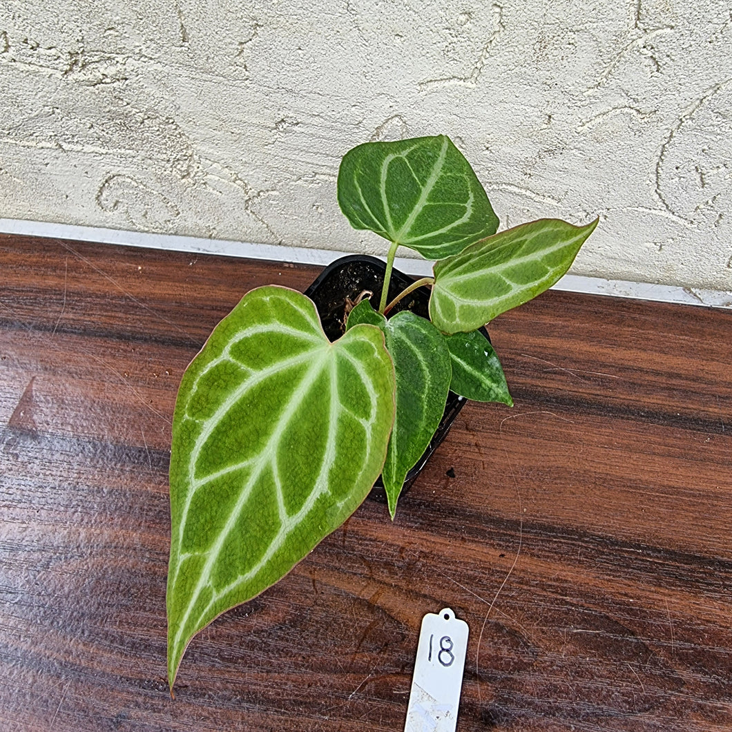 #18 Anthurium Magnificum Hybrid x