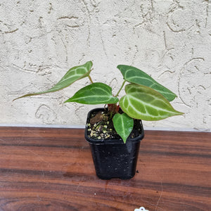 #18 Anthurium Magnificum Hybrid x