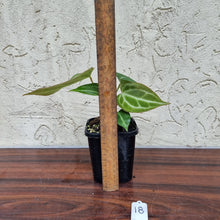Load image into Gallery viewer, #18 Anthurium Magnificum Hybrid x