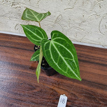 Load image into Gallery viewer, #18 Anthurium Magnificum Hybrid x