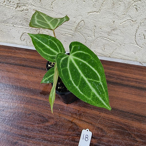 #18 Anthurium Magnificum Hybrid x