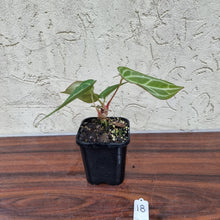 Load image into Gallery viewer, #18 Anthurium Magnificum Hybrid x