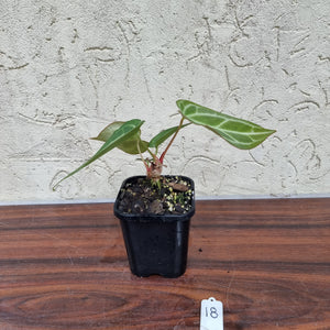 #18 Anthurium Magnificum Hybrid x