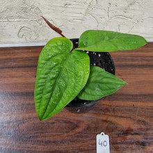 Load image into Gallery viewer, #40 Anthurium Radicans