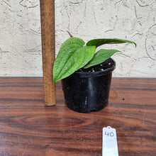 Load image into Gallery viewer, #40 Anthurium Radicans