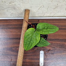 Load image into Gallery viewer, #40 Anthurium Radicans