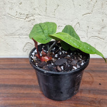 Load image into Gallery viewer, #40 Anthurium Radicans