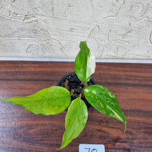 Load image into Gallery viewer, #70 Aglaonema Modestum Variegatum