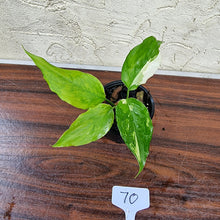 Load image into Gallery viewer, #70 Aglaonema Modestum Variegatum