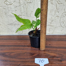 Load image into Gallery viewer, #70 Aglaonema Modestum Variegatum