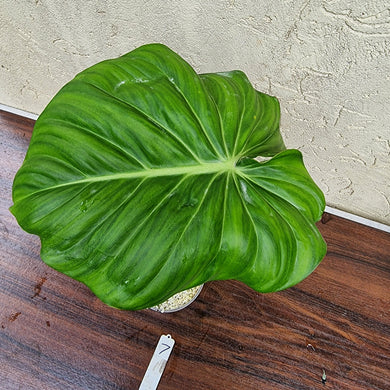 #7 Philodendron Dean McDowell - Rooted tip cutting