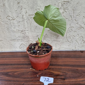 #72 Philodendron Silver Cloud