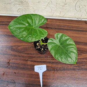 #70 Alocasia Alba