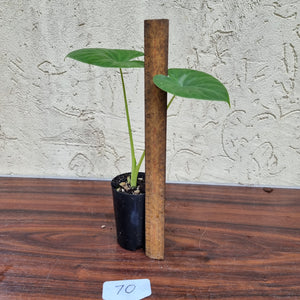 #70 Alocasia Alba