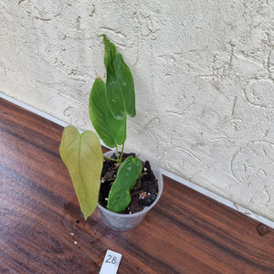 #28 Anthurium Dolichostachyum - Well rooted/shot cutting