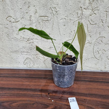 Load image into Gallery viewer, #28 Anthurium Dolichostachyum - Well rooted/shot cutting