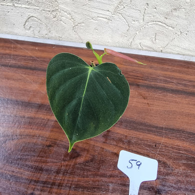#59 Philodendron Lupinum - Well rooted cutting
