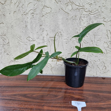 #74 Philodendron 69686 - 'Big Ears'