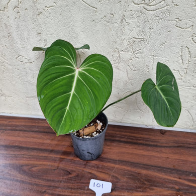 #101 Philodendron Gloriosum