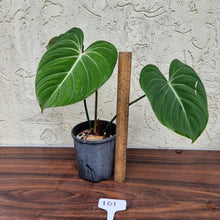 Load image into Gallery viewer, #101 Philodendron Gloriosum