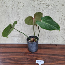 Load image into Gallery viewer, #101 Philodendron Gloriosum