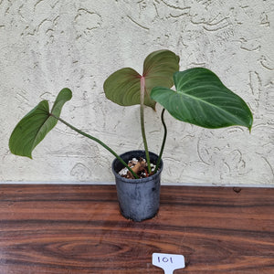 #101 Philodendron Gloriosum