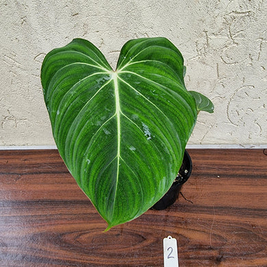 #2 Philodendron Gloriosum