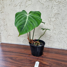 Load image into Gallery viewer, #2 Philodendron Gloriosum