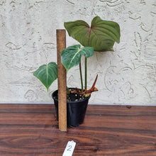 Load image into Gallery viewer, #2 Philodendron Gloriosum