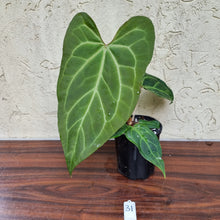 Load image into Gallery viewer, #31 Anthurium Magnificum Hybrid x