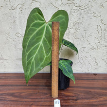 Load image into Gallery viewer, #31 Anthurium Magnificum Hybrid x