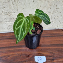 Load image into Gallery viewer, #64 Anthurium Magnificum Hybrid x