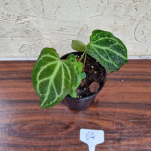 Load image into Gallery viewer, #64 Anthurium Magnificum Hybrid x